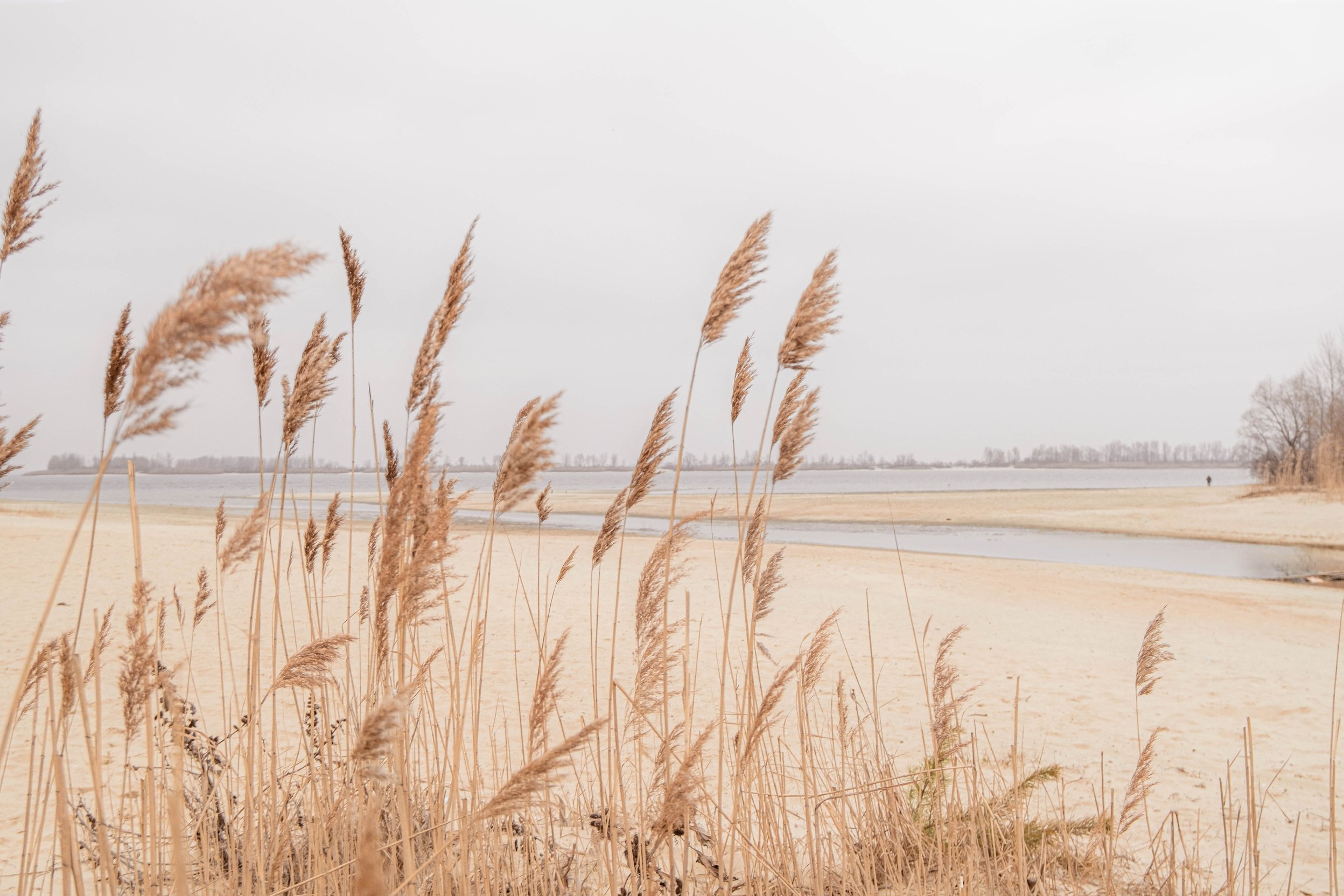 Pampas grass outdoor in light pastel colors. Dry reeds boho style